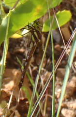 Zosteraeschna minuscula
