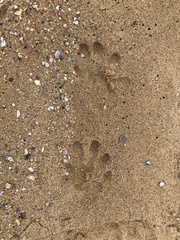 Aonyx capensis capensis