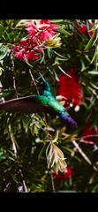 Colibri