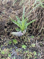 Ledebouria inquinata