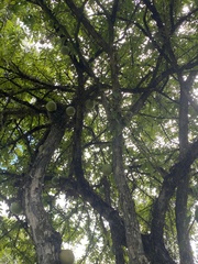 Crescentia cujete