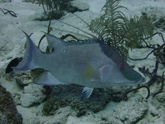 Lachnolaimus maximus