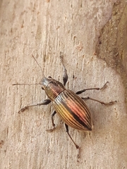 Naupactus tremolerasi