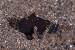 Abantennarius nummifer