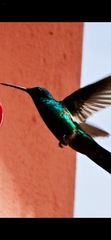 Colibri