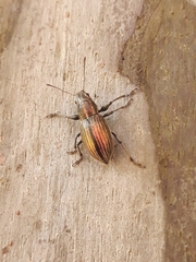 Naupactus tremolerasi