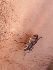 Naupactus tremolerasi