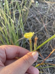 Moraea bituminosa