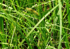 Carex vesicaria