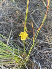 Moraea bituminosa