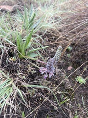 Ledebouria inquinata