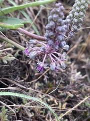 Ledebouria inquinata
