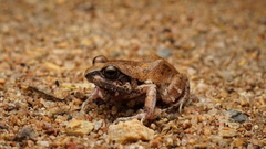 Arthroleptis stenodactylus