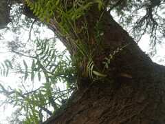 Schinus molle