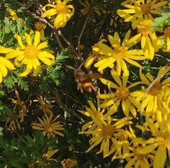 Vespa velutina nigrithorax