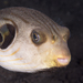 Narrowlined Puffer - Photo (c) Mark Rosenstein, some rights reserved (CC BY-NC-SA), uploaded by Mark Rosenstein