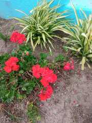 Glandularia peruviana