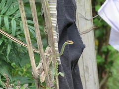 Dendrelaphis pictus