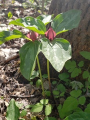 Trillium recurvatum