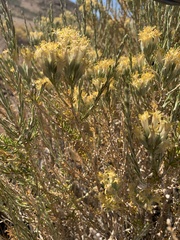 Tetradymia glabrata