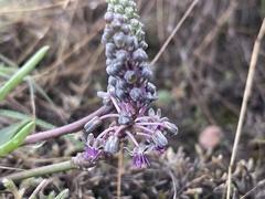 Ledebouria inquinata