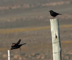 Onychognathus nabouroup