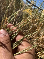 Tetradymia glabrata