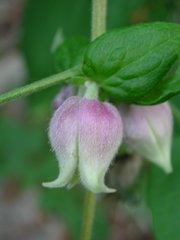 Clematis morefieldii