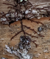 Frullania eboracensis