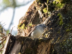 Melaenornis fischeri