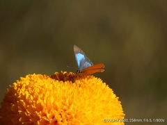 Heliophorini