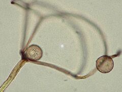 Clastoderma microcarpum