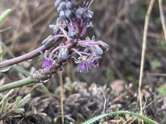 Ledebouria inquinata