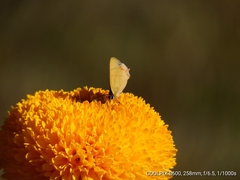 Heliophorini