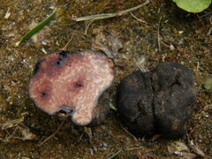 Calongea prieguensis