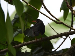 Turdus abyssinicus