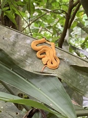 Bothriechis schlegelii