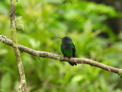 Saucerottia cyanifrons