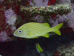 Haemulon flavolineatum