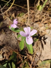 Barleria cristata