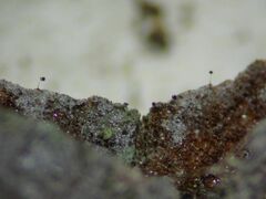 Clastoderma microcarpum