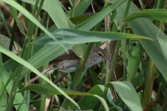Acrocephalus gracilirostris