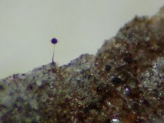 Clastoderma microcarpum