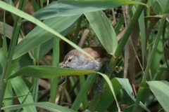 Acrocephalus gracilirostris