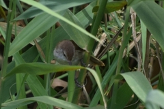 Acrocephalus gracilirostris