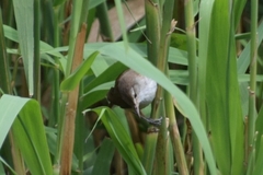 Acrocephalus gracilirostris