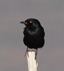 Onychognathus nabouroup