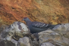 Columba guinea