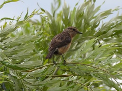 Saxicola torquatus