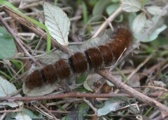 Macrothylacia digramma